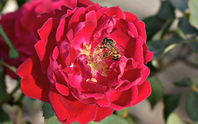 養(yǎng)蜂人為什么都長壽? 養(yǎng)蜂