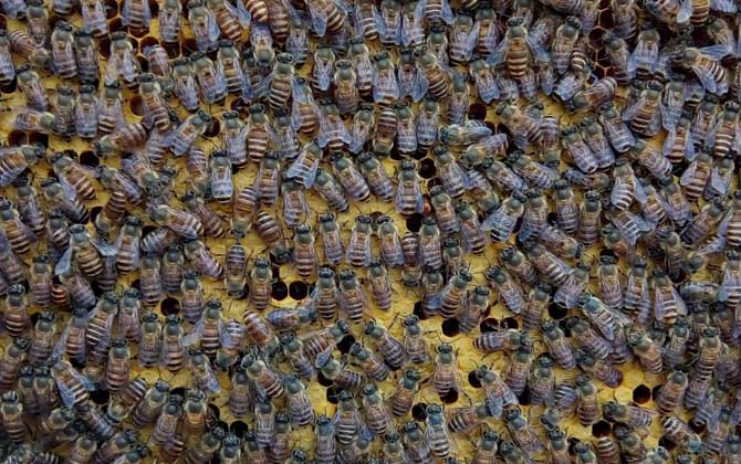 中蜂怎樣防治分蜂熱? 分蜂熱