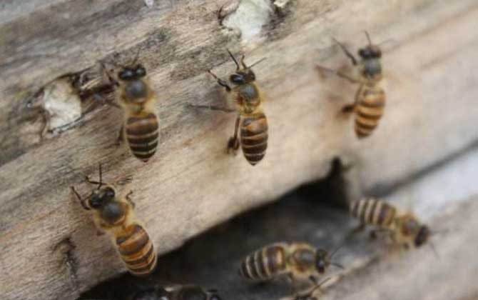 阿壩中蜂有哪些優點和缺點? 阿壩中蜂