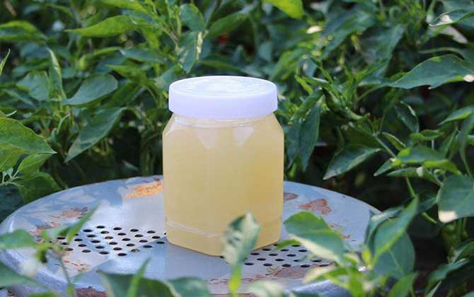 枇杷蜜的功效與作用及禁忌人群 枇杷蜜