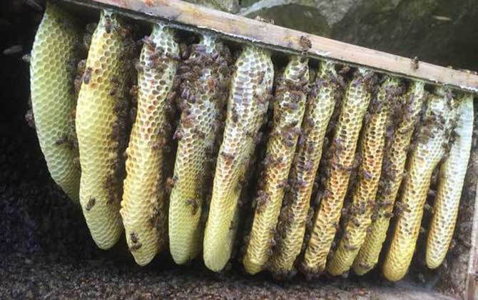 蜂巢價格多少錢一斤? 蜂巢