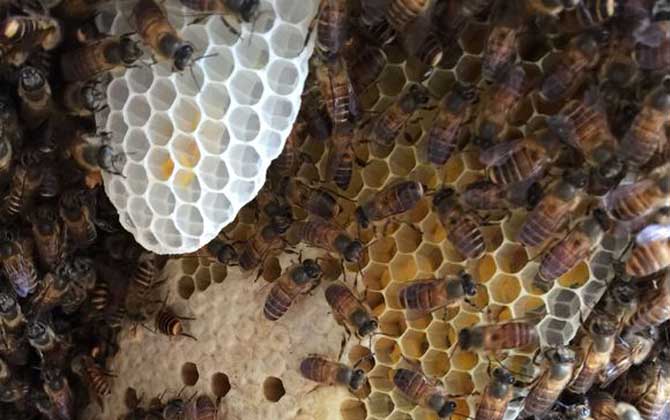 蜂巢和蜂膠的區別 蜂巢
