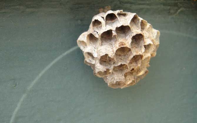 露蜂房壯陽是真的嗎? 露蜂房