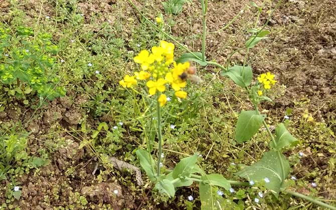 蜂毒有什么功效及用途? 蜜蜂