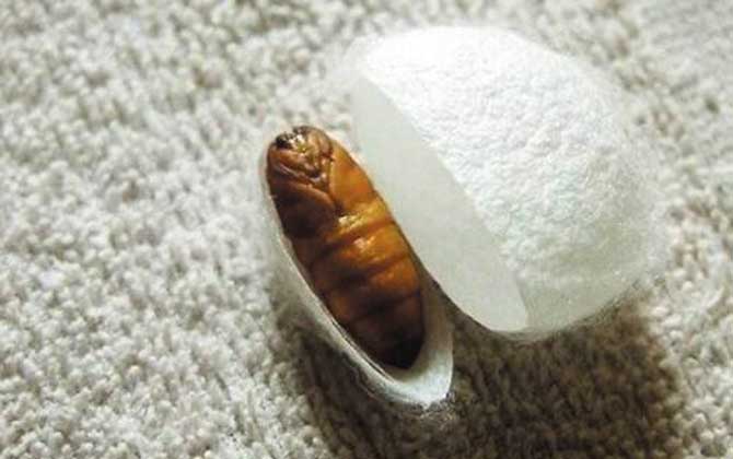 蜂蛹和蠶蛹的區別 蠶蛹