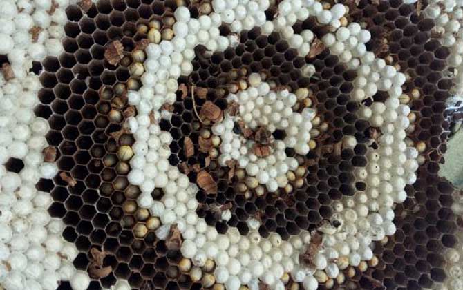 蜂蛹和蠶蛹的區別 蜂蛹