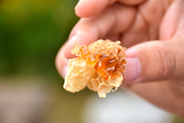 走進蜜蜂王國領略養(yǎng)蜂文化——經濟管理學院“非遺助農產業(yè)營銷”指導實踐團走進農戶