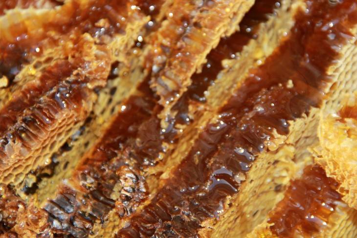 大學畢業(yè)養(yǎng)蜂