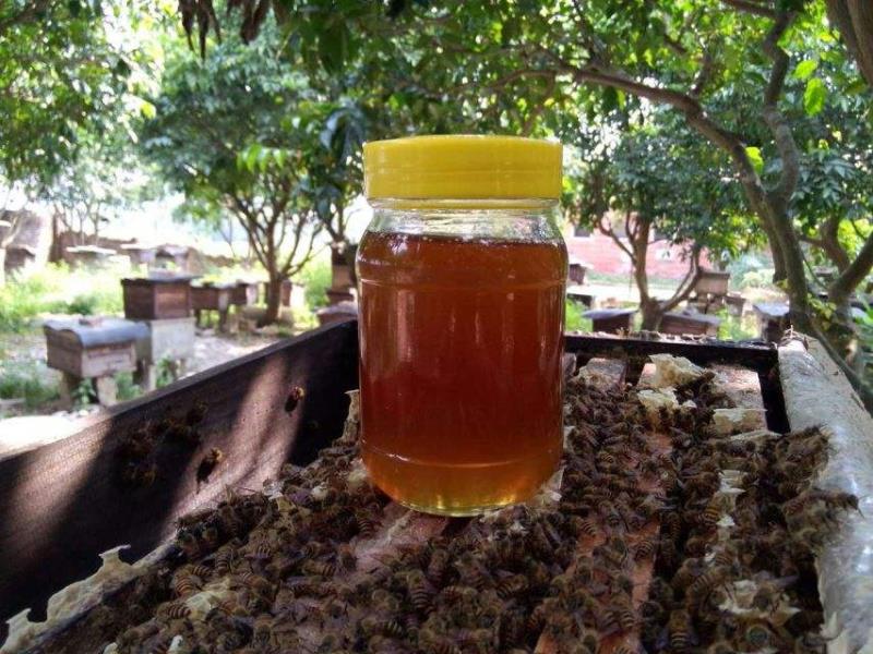 大學畢業(yè)養(yǎng)蜂