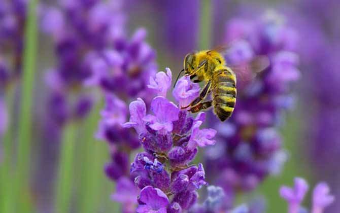 【蜜蜂養殖】蜜蜂是益蟲還是害蟲? 蜜蜂是益蟲還是害蟲?
