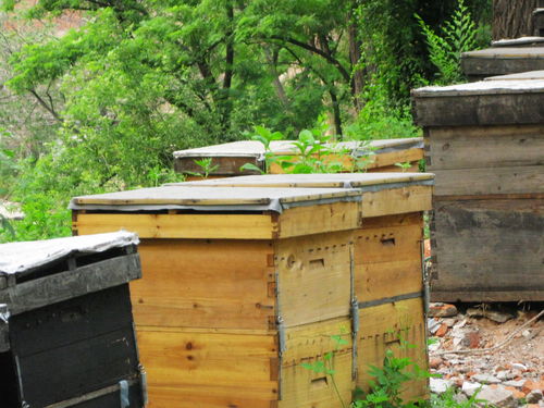 中蜂格子箱如何通風（新手格子箱養蜂，怎樣開通風口合適）