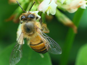小排蜂能不能用箱子養(yǎng)(小排蜂可以裝箱養(yǎng)嗎) 小排蜂能不能用箱子養(yǎng)(小排蜂可以裝箱養(yǎng)嗎)
