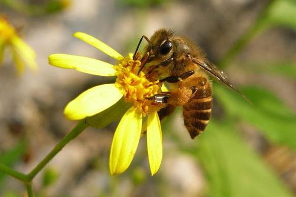 小排蜂能不能用箱子養(yǎng)(小排蜂可以裝箱養(yǎng)嗎) 小排蜂能不能用箱子養(yǎng)(小排蜂可以裝箱養(yǎng)嗎)