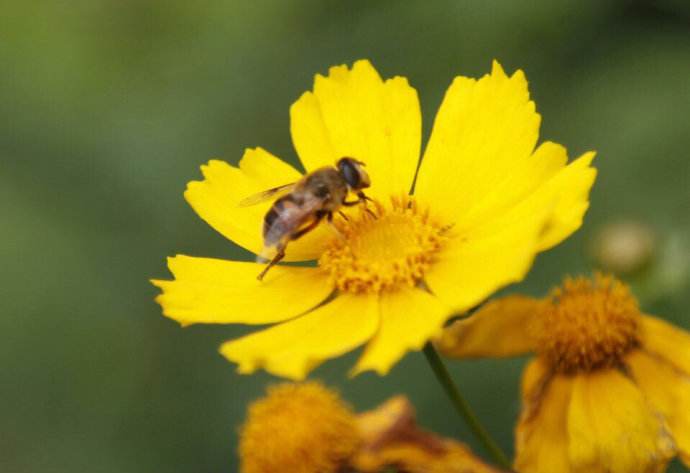 【蜂巢作用】蜂巢能治療鼻炎嗎? 蜂巢能治療鼻炎嗎?
