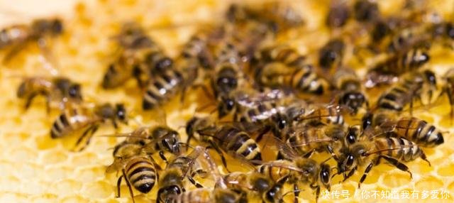 中蜂王多少錢一只哪里賣? 中蜂王多少錢一只哪里賣?