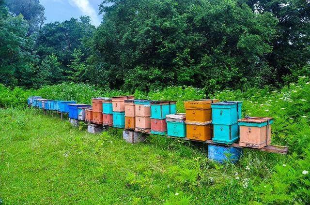 新手養(yǎng)蜂怎么選位置(怎樣選擇蜂場(chǎng)) 新手養(yǎng)蜂怎么選位置(怎樣選擇蜂場(chǎng))