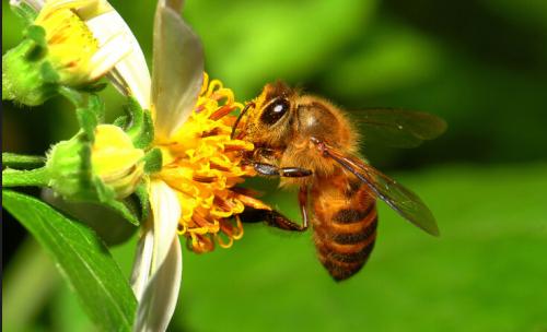 【蜜蜂養殖】給蜜蜂喂白糖會影響蜂蜜的質量嗎? 給蜜蜂喂白糖會影響蜂蜜的質量嗎?