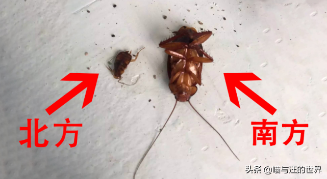 還在用拖鞋去打蟑螂爆漿的后果 你還敢用腳踩、拖鞋拍打蟑螂?爆漿的后果,有點嚴重