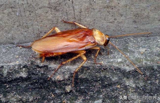 還在用拖鞋去打蟑螂爆漿的后果 你還敢用腳踩、拖鞋拍打蟑螂?爆漿的后果,有點嚴重