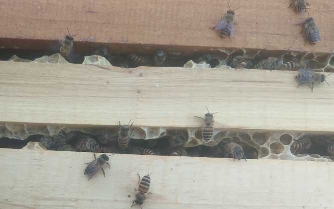 新手蜜蜂秋繁怎樣養(yǎng)蜂(蜜蜂秋繁技術(shù)及注意事項(xiàng)) 新手蜜蜂秋繁怎樣養(yǎng)蜂(蜜蜂秋繁技術(shù)及注意事項(xiàng))·