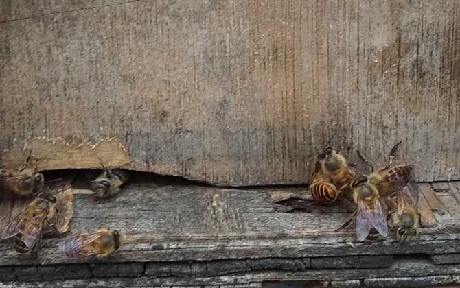 新手蜜蜂秋繁怎樣養(yǎng)蜂(蜜蜂秋繁技術(shù)及注意事項(xiàng)) 新手蜜蜂秋繁怎樣養(yǎng)蜂(蜜蜂秋繁技術(shù)及注意事項(xiàng))·