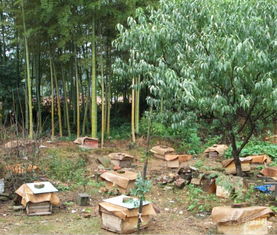 一個山區中蜂場最多養多少箱中蜂(想要養殖1000箱蜜蜂,需要注意哪些問題) 一個山區中蜂場最多養多少箱中蜂(想要養殖1000箱蜜蜂,需要注意哪些問題)