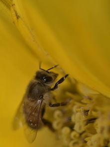 工蜂為什么殺死雄蜂(工蜂拖死雄蜂出箱外是什么原因) 工蜂為什么殺死雄蜂(工蜂拖死雄蜂出箱外是什么原因)