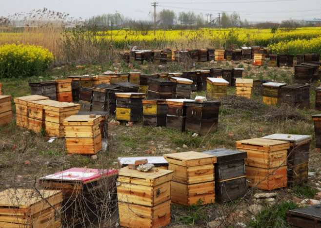 農(nóng)村養(yǎng)蜜蜂能賺錢嗎(養(yǎng)蜜蜂一年能賺多少錢) 農(nóng)村養(yǎng)蜜蜂能賺錢嗎(養(yǎng)蜜蜂一年能賺多少錢)