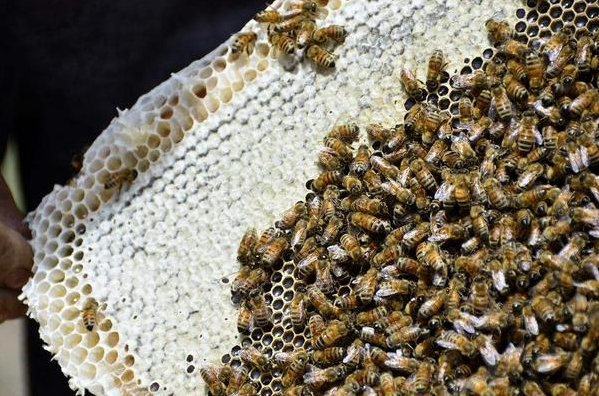 農(nóng)村養(yǎng)蜜蜂能賺錢嗎(養(yǎng)蜜蜂一年能賺多少錢) 農(nóng)村養(yǎng)蜜蜂能賺錢嗎(養(yǎng)蜜蜂一年能賺多少錢)