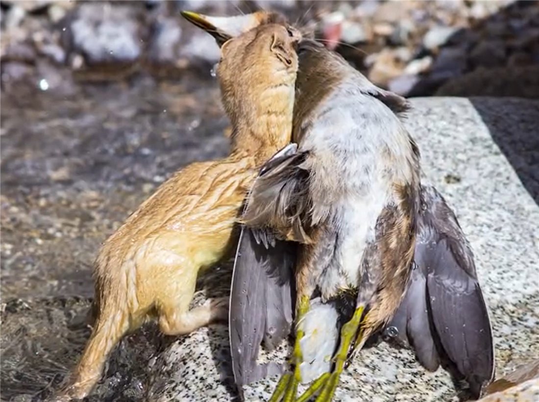 帕米爾高原的香鼬為何散發一種香氣? 新疆帕米爾高原發現香鼬,不足1斤,敢捕食比自己重100倍的盤羊