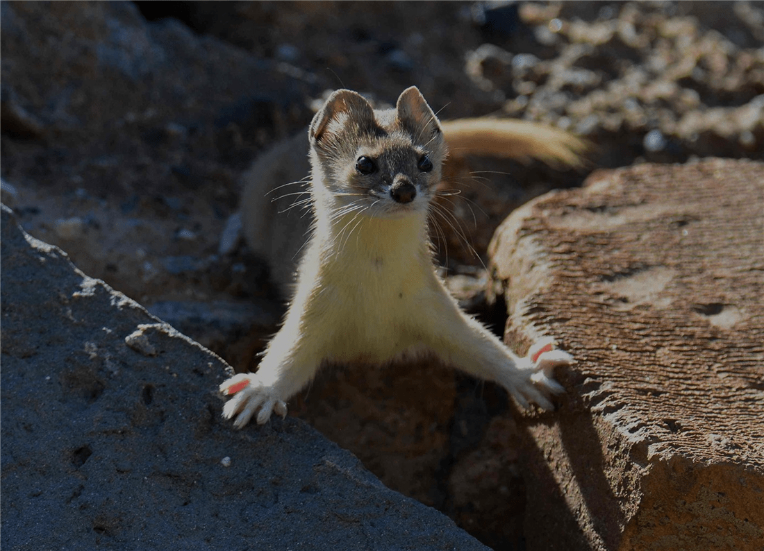 帕米爾高原的香鼬為何散發一種香氣? 新疆帕米爾高原發現香鼬,不足1斤,敢捕食比自己重100倍的盤羊