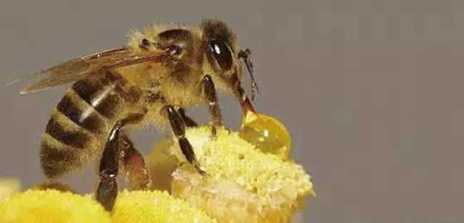 【蜜蜂養(yǎng)殖】投資2萬(wàn)養(yǎng)蜜蜂利潤(rùn)多少? 投資2萬(wàn)養(yǎng)蜜蜂利潤(rùn)多少?