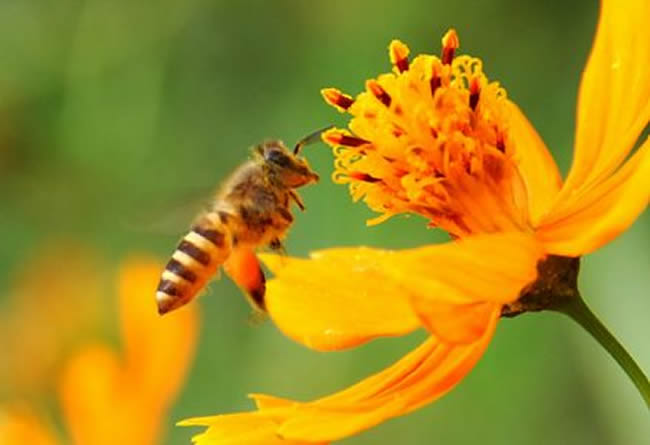 【蜜蜂養(yǎng)殖】投資2萬(wàn)養(yǎng)蜜蜂利潤(rùn)多少? 投資2萬(wàn)養(yǎng)蜜蜂利潤(rùn)多少?