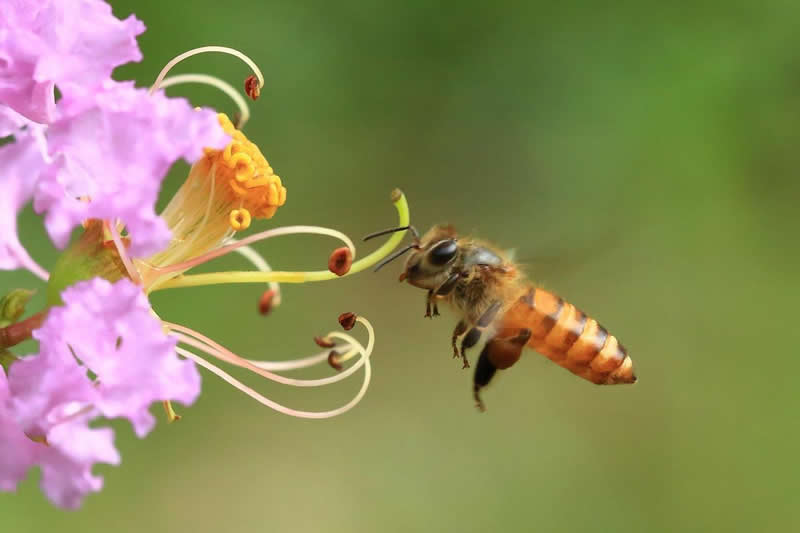 【蜜蜂養(yǎng)殖】投資2萬(wàn)養(yǎng)蜜蜂利潤(rùn)多少? 投資2萬(wàn)養(yǎng)蜜蜂利潤(rùn)多少?