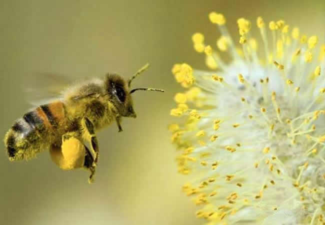 【蜜蜂養(yǎng)殖】投資2萬(wàn)養(yǎng)蜜蜂利潤(rùn)多少? 投資2萬(wàn)養(yǎng)蜜蜂利潤(rùn)多少?