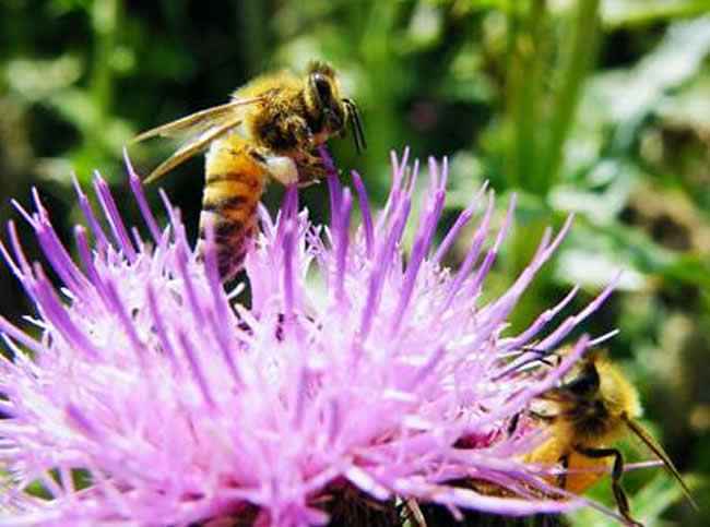 【蜜蜂養(yǎng)殖】投資2萬(wàn)養(yǎng)蜜蜂利潤(rùn)多少? 投資2萬(wàn)養(yǎng)蜜蜂利潤(rùn)多少?