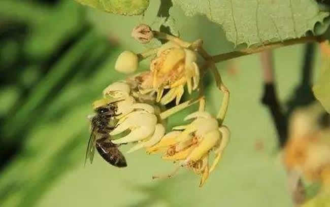 【蜜蜂養(yǎng)殖】投資2萬(wàn)養(yǎng)蜜蜂利潤(rùn)多少? 投資2萬(wàn)養(yǎng)蜜蜂利潤(rùn)多少?