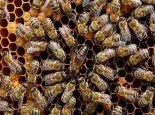 【蜜蜂養(yǎng)殖】蜂王藏在蜂群什么位置? 蜂王藏在蜂群什么位置?