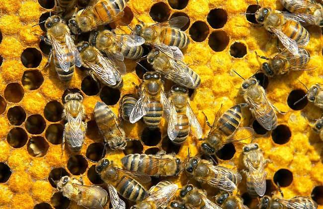 【蜜蜂養(yǎng)殖】蜂王藏在蜂群什么位置? 蜂王藏在蜂群什么位置?