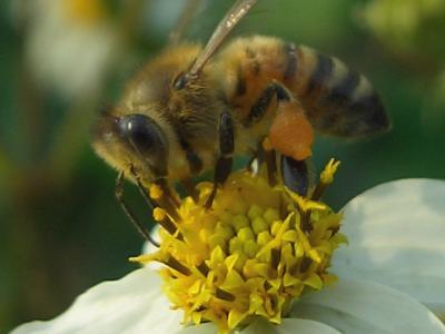 工蜂是單倍體還是二倍體(工蜂是幾倍體的生物) 工蜂是單倍體還是二倍體(工蜂是幾倍體的生物)