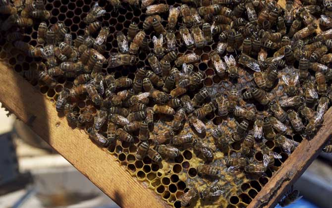 中蜂蜂王一天產卵多少 中蜂蜂王一天產卵多少