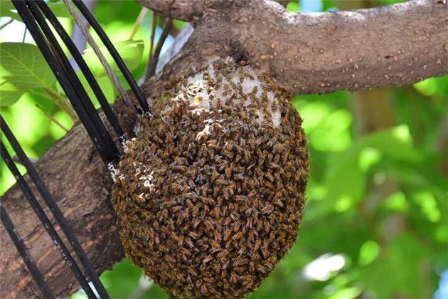 蜜蜂窩是什么做成的？(蜜蜂窩的形成材料)