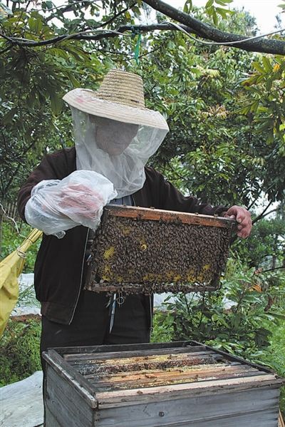 專業(yè)學(xué)會養(yǎng)蜂技術(shù)（掌握養(yǎng)蜂技術(shù)基礎(chǔ)知識）