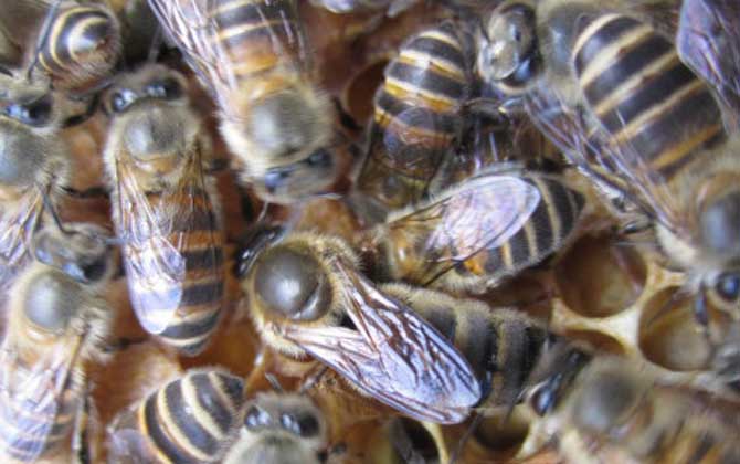 阿壩中蜂蜂王哪有賣的(阿壩中蜂蜂王產地分布) 阿壩中蜂