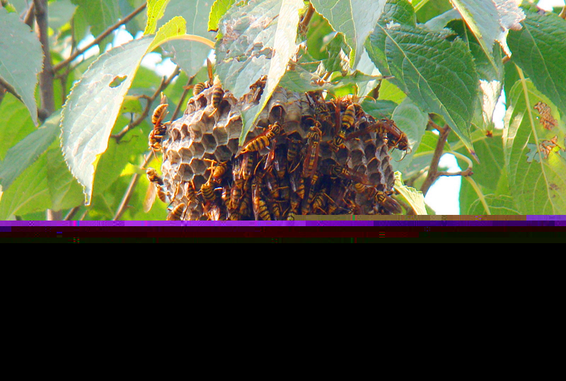 養(yǎng)100窩馬蜂一年利潤多少?賺多少錢? 養(yǎng)100窩馬蜂一年利潤多少?賺多少錢?