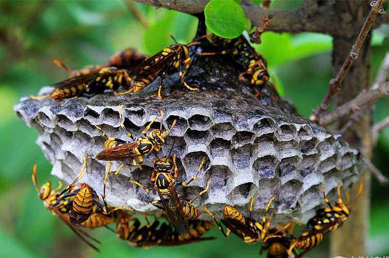 養(yǎng)100窩馬蜂一年利潤多少?賺多少錢? 養(yǎng)100窩馬蜂一年利潤多少?賺多少錢?