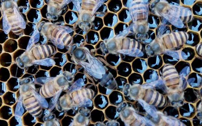 新手養蜂的推薦蜂種（新手養什么蜂比較好）