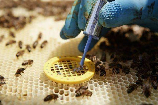 新手養蜂不會育王怎么辦（新手養蜂育蜂王技術）