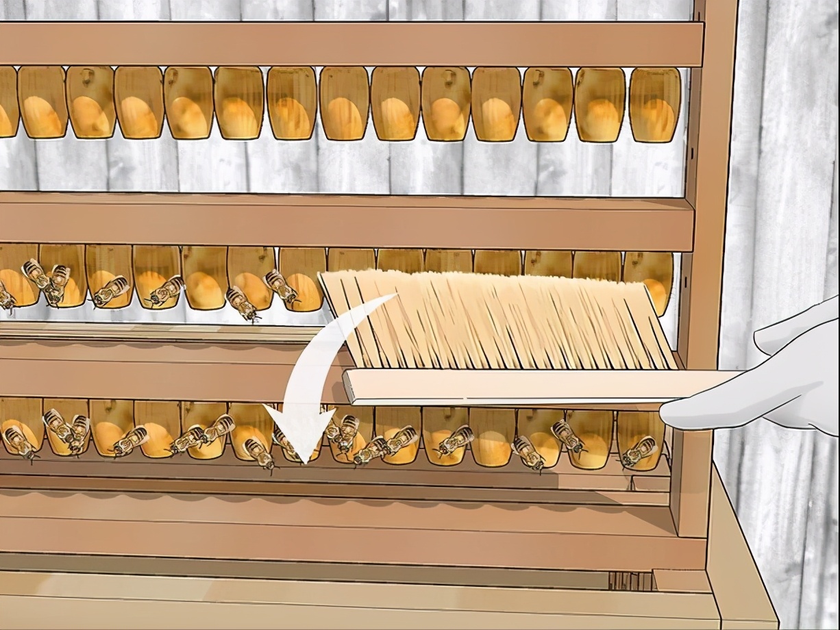 蜂王漿蜜蜂是怎么儲存起來的(蜂王漿的收獲和儲存過程) 蜂王漿蜜蜂是怎么儲存起來的(蜂王漿的收獲和儲存過程)