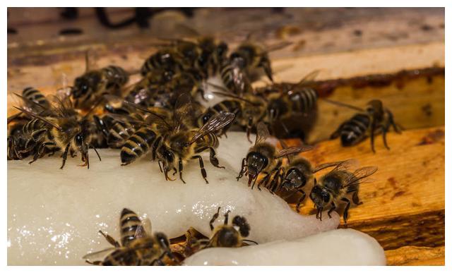 新手學養蜂要找師傅學嗎（新手怎么學養蜂）